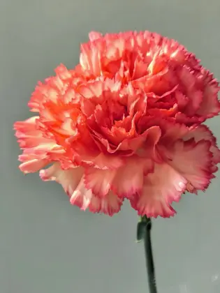 Single headed Carnation flame