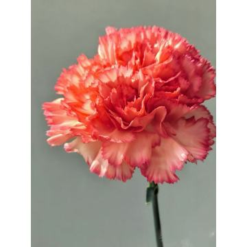 একক মাথাযুক্ত কার্নেশন শিখা