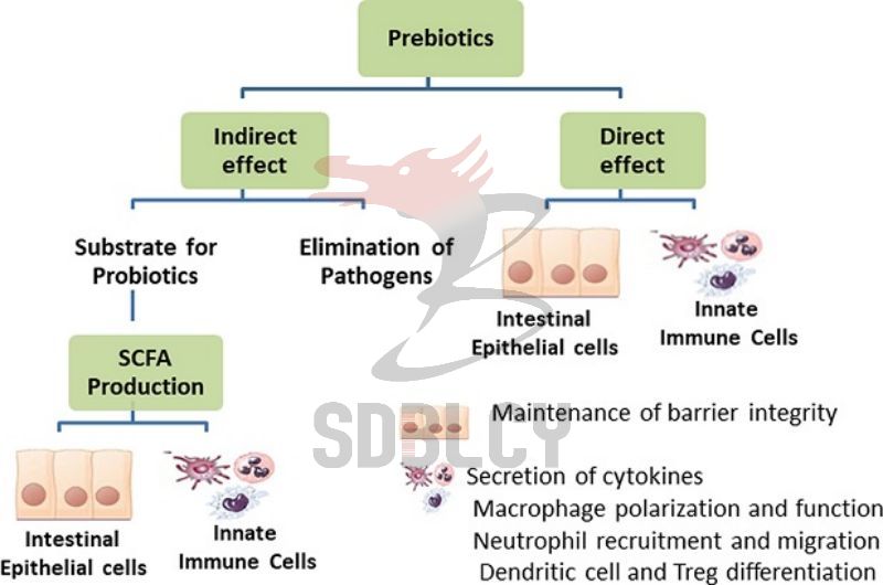 Prebiotics Effects Jpg