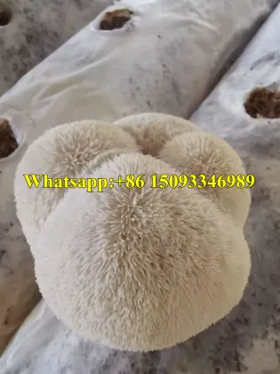 Tremella Mushroom Seeds Inoculating Machine