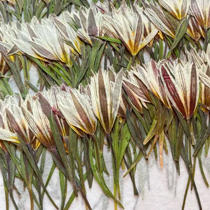 Wholesale DIY Dried Lily Pressed Flowers for Resin Crafts