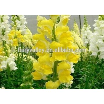 2014 Newest Yellow snapdragon seeds for Planting