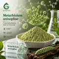 Metarhizium Anisopliae مسحوق فطريات التحكم البيولوجي