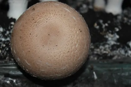 Fresh Portobello Mushroom