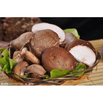 Supply Shiitake Mushroom Extract Powder 30%