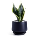 Garden decoration Medium Pots for Indoor Plant Supplier