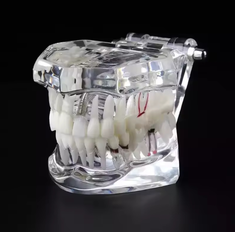 Dental Removable Demonstration for Teaching Teeth Model
