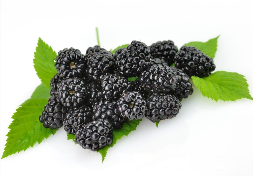 mulberry extract3