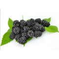 Extracto de fruta de morera de muestra gratis con antocianidinas al 25%
