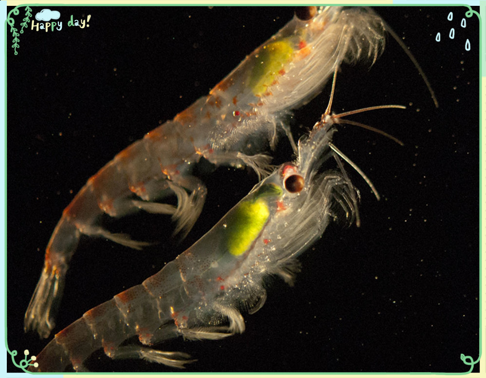 Antarctic shrimp