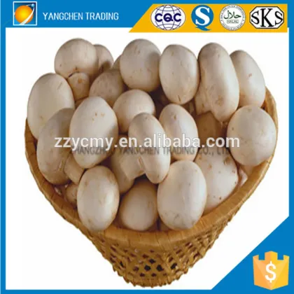 Button Mushroom Can Goods Quality In China