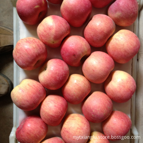fuji price fresh fuji apples fresh red apple China fuji