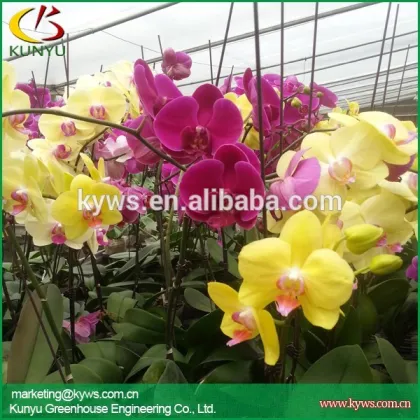Hot sale moth orchid Taiwan orchid pot dendrobiums for sale