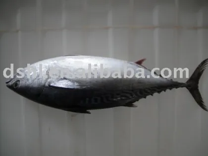 Frozen Skipjack Tuna