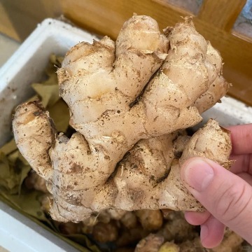 Farm Origin Large Rhizome Ginger