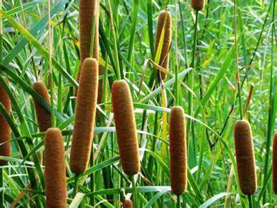 Natural Raw Material Puhuang Extract