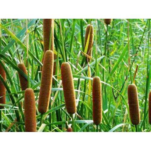Natural Raw Material Puhuang Extract