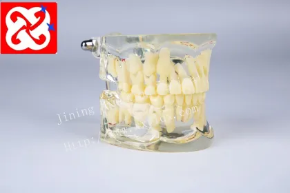 Standard Pediatric Dental Model for 7-Year-Old Children