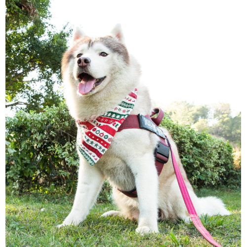 Giocattoli per corda per cani per maialenti aggressivi