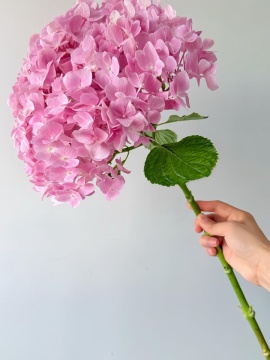 High-Quality Sea Pink Hydrangea Fresh Cut Flowers