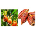 Gardenia Extract Powder Geniposide ≥10%