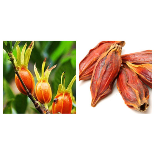 Gardenia Extract Powder Geniposide ≥10%