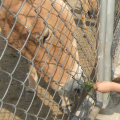 recinto di collegamento a catena per cani