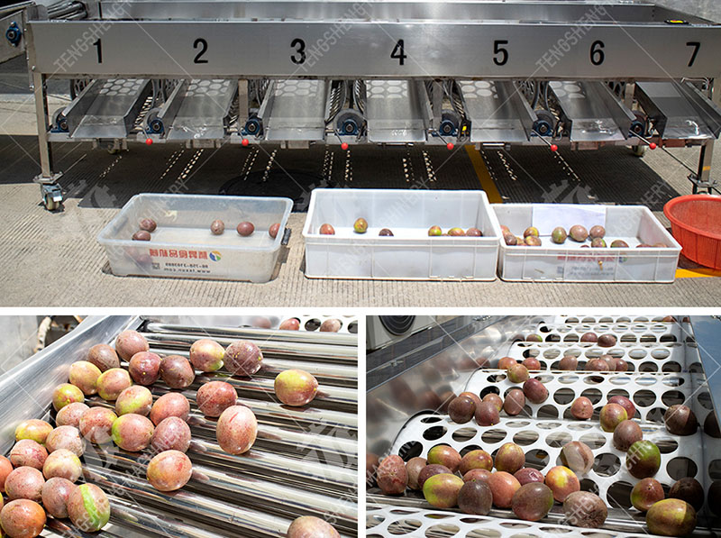 Automatic fruit size sorting line