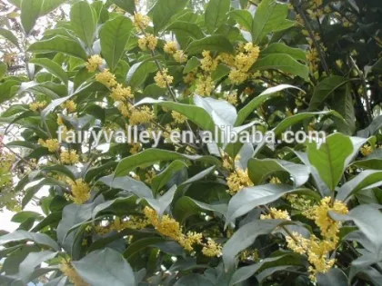High Quality Yellow And Golden Sweet Osmanthus Fragrans Tree Seeds For Planting