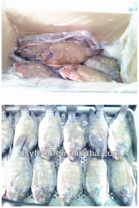 Frozen Black Tilapia