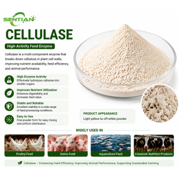 Cellulase Enzyme for Fiber Digestion & Feed Efficiency