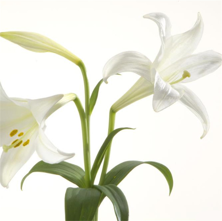 1kg lily essential oil natural