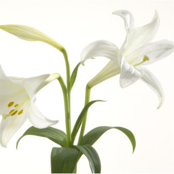 1kg lily essential oil natural