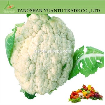 Fresh Chinese Cauliflower/Fresh Cauliflower/Fresh Cauliflower From China