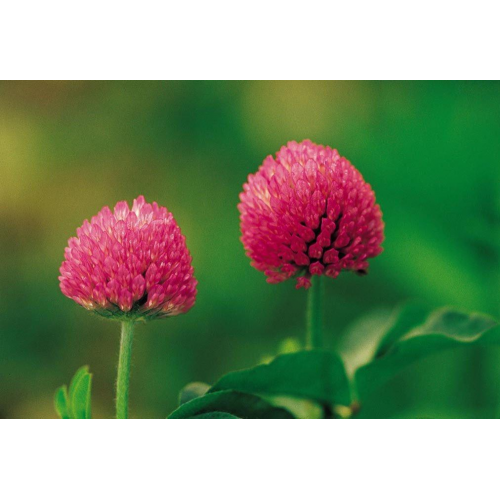 Red Clover powder 2.5%