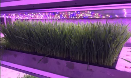 Forage grass planting type(40 cabinets) YD40JBM-B02-AK