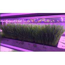 Type de plantation d&#39;herbe fourragère (20 armoires) YD20JBM-B03-AK