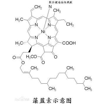 Spirulina Extract Phycocyanin Powder Food Colorant