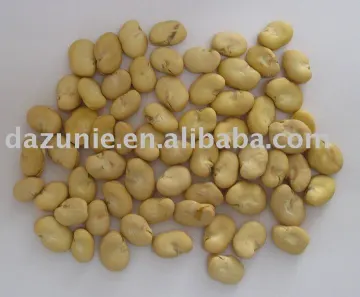 Peeled Broad Beans