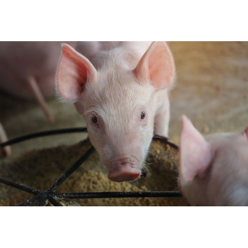 Animal Feed Additive XOS Nutritional Xylooligosaccharide 35% poeder met GMP+