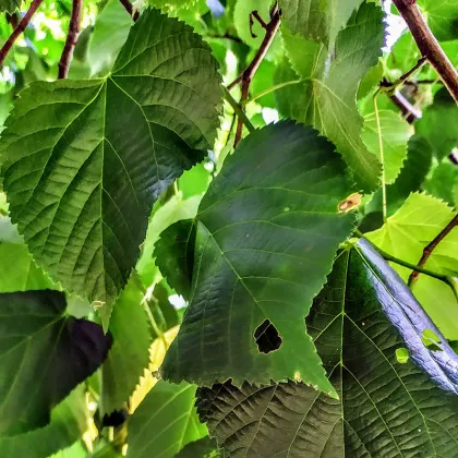 High quality mulberry leaf extract powder