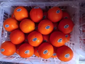 Fresh Mandarin Oranges for Daily Consumption