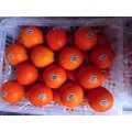 Sariwang Mandarin Oranges para sa Pang-araw-araw na Pagkonsumo