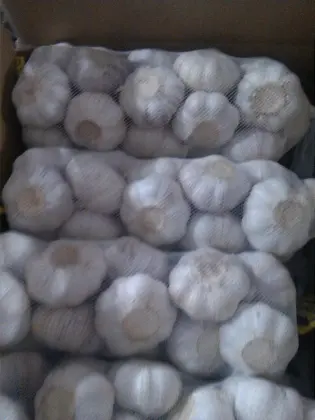 Normal white garlic/red garlic/purple garlic