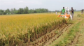 자동 쌀 수확기는 수확기 쌀을 결합합니다