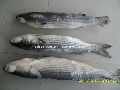Grey Mullet