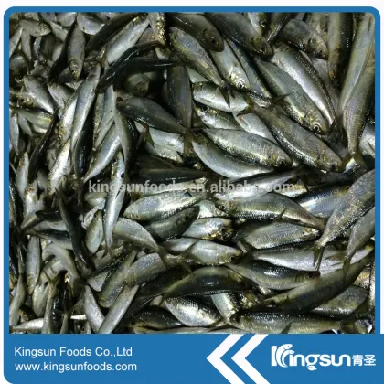 Hot Sale Fish IQF Frozen Sardine W/R