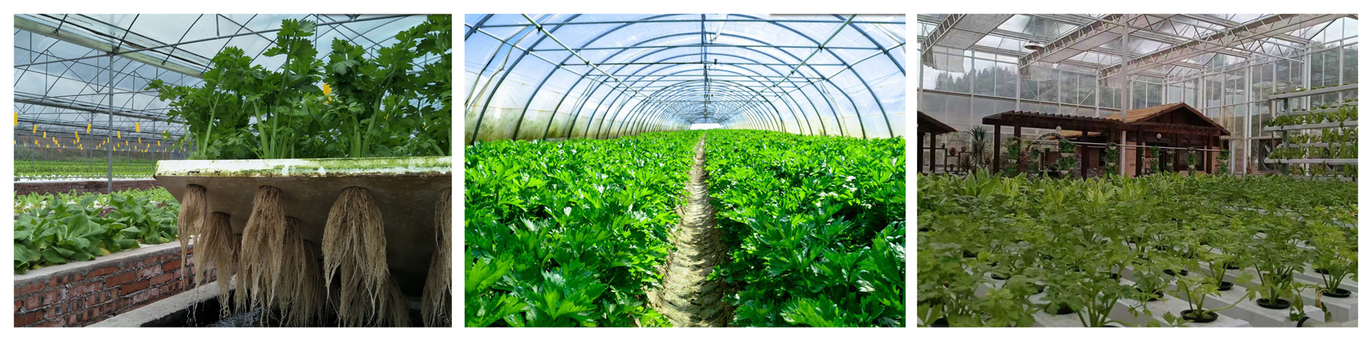 Celery Greenhouse