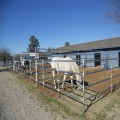 Vedação de cavalo galvanizado animais úteis de painéis de gado