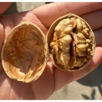 kağıt kabuk ceviz taze